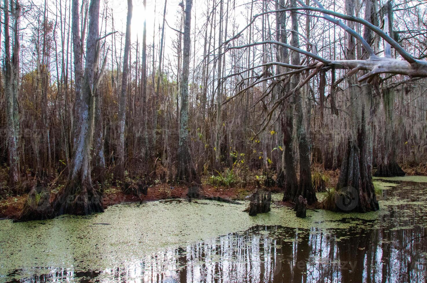 Spanish moss hanging from tree in New Orleans, Louisiana photo