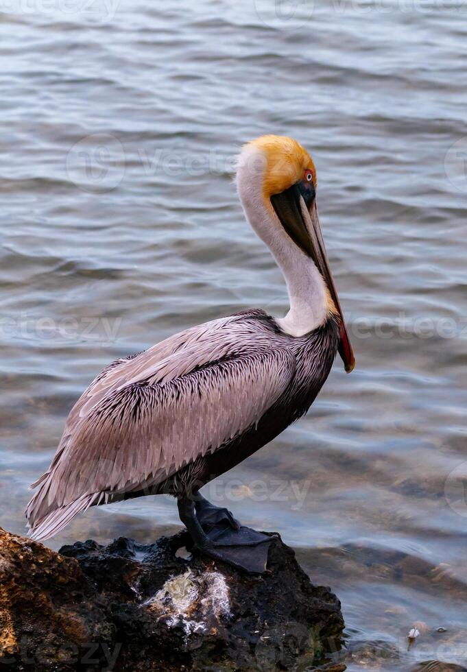 Brown Pelican Pelecanus occidentalis, an adult bird resting on a rock in the Gulf of Mexico, Florida photo