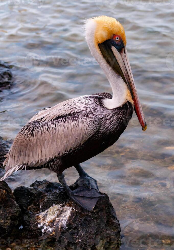 Brown Pelican Pelecanus occidentalis, an adult bird resting on a rock in the Gulf of Mexico, Florida photo