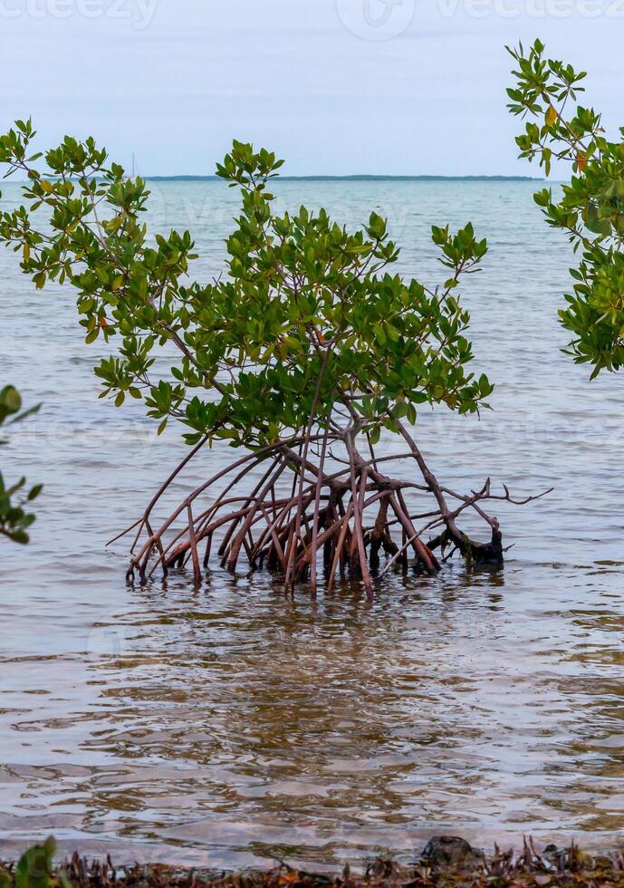 Coastal thickets. Mangroves at low tide in the Gulf of Mexico, Florida, USA. photo