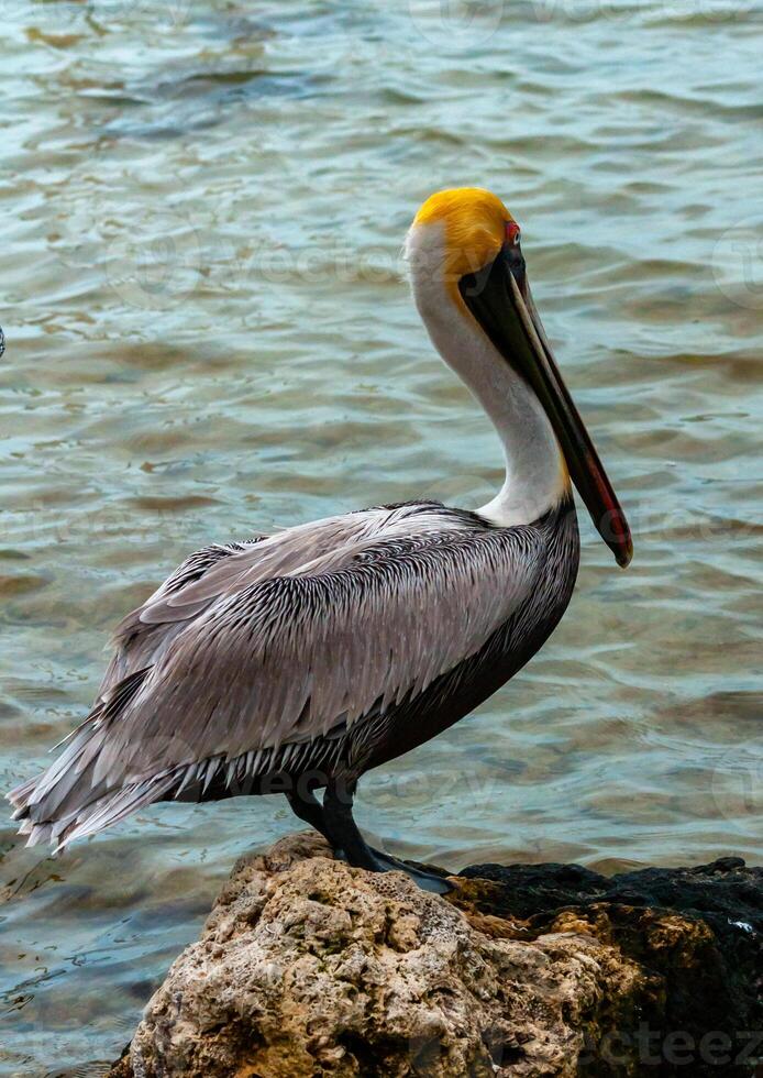Brown Pelican Pelecanus occidentalis, an adult bird resting on a rock in the Gulf of Mexico, Florida photo