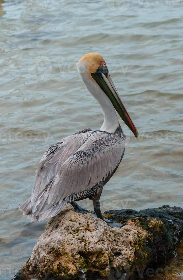 Brown Pelican Pelecanus occidentalis, an adult bird resting on a rock in the Gulf of Mexico, Florida photo