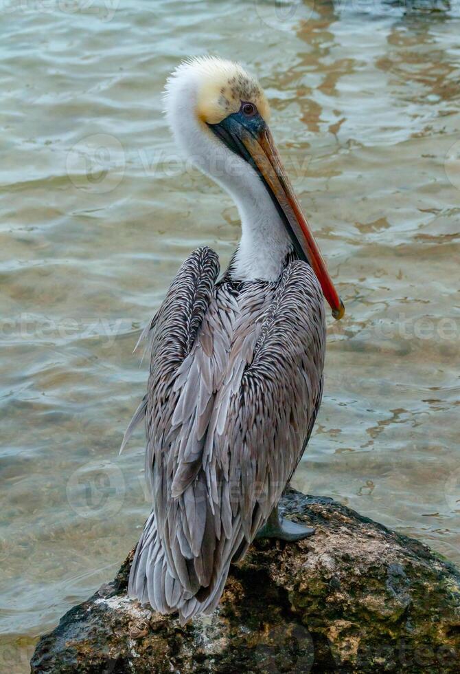 Brown Pelican Pelecanus occidentalis, an adult bird resting on a rock in the Gulf of Mexico, Florida photo