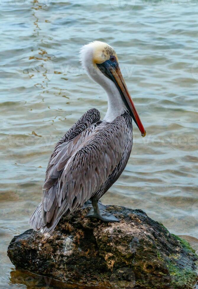 Brown Pelican Pelecanus occidentalis, an adult bird resting on a rock in the Gulf of Mexico, Florida photo