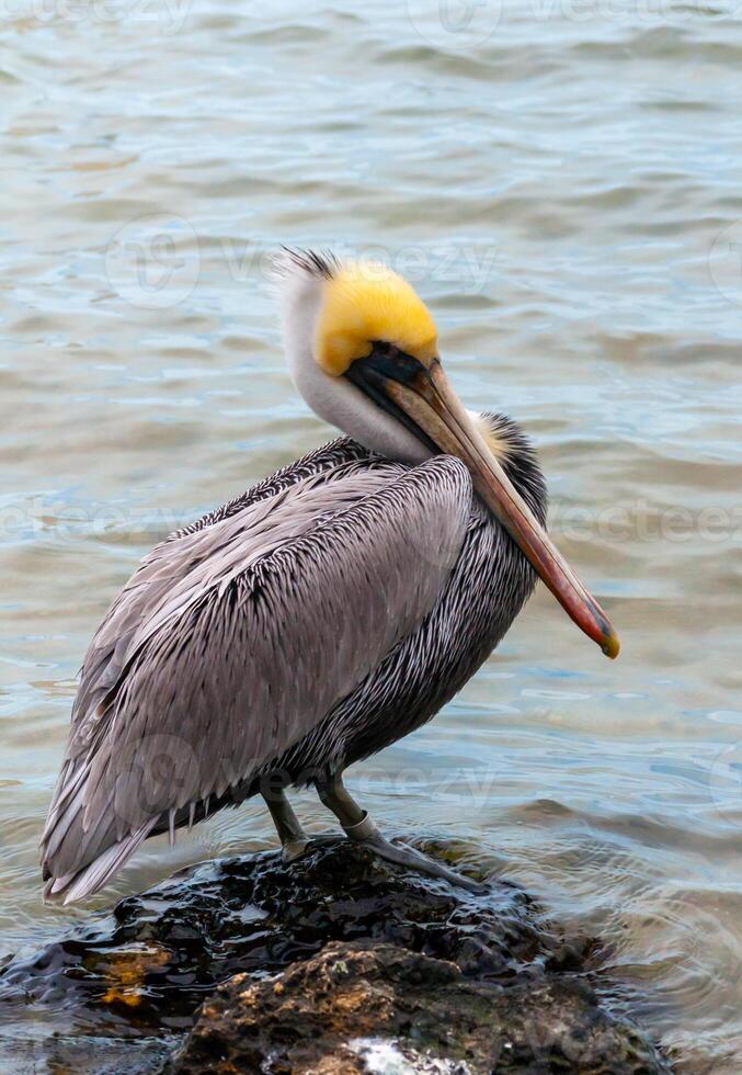 Brown Pelican Pelecanus occidentalis, an adult bird resting on a rock in the Gulf of Mexico, Florida photo