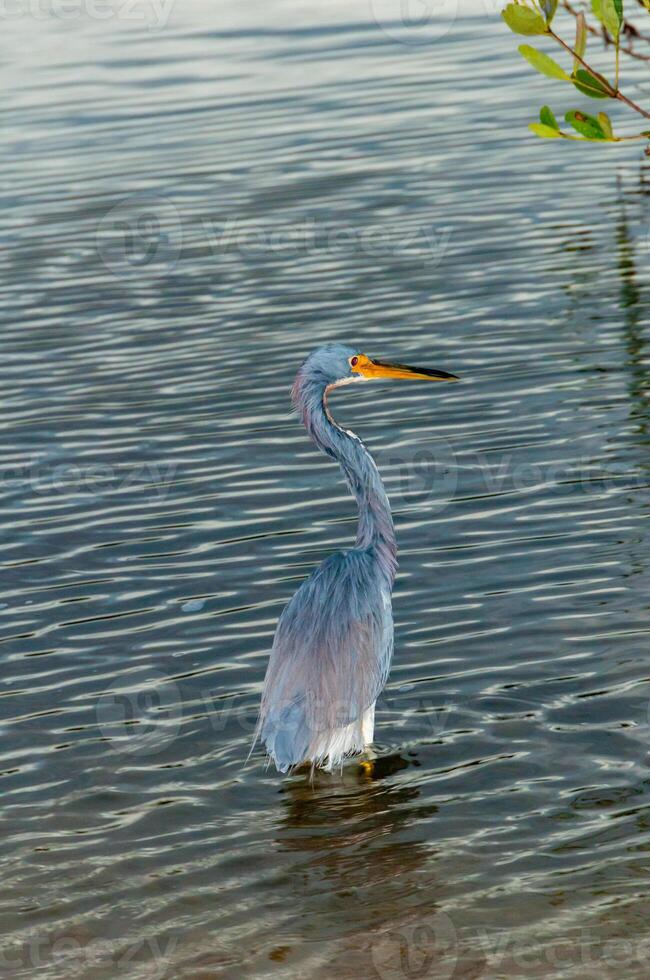 Blue Heron Egretta caerulea in a central Florida pond. Florida photo