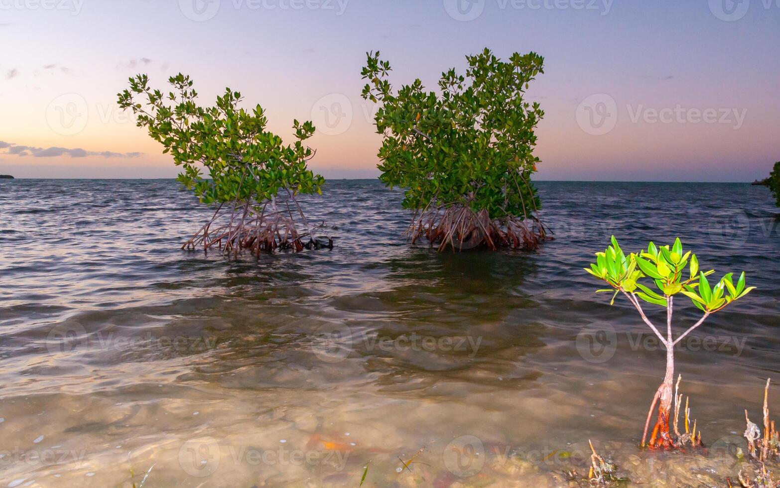 Coastal thickets. Mangroves at low tide in the Gulf of Mexico, Florida, USA. photo