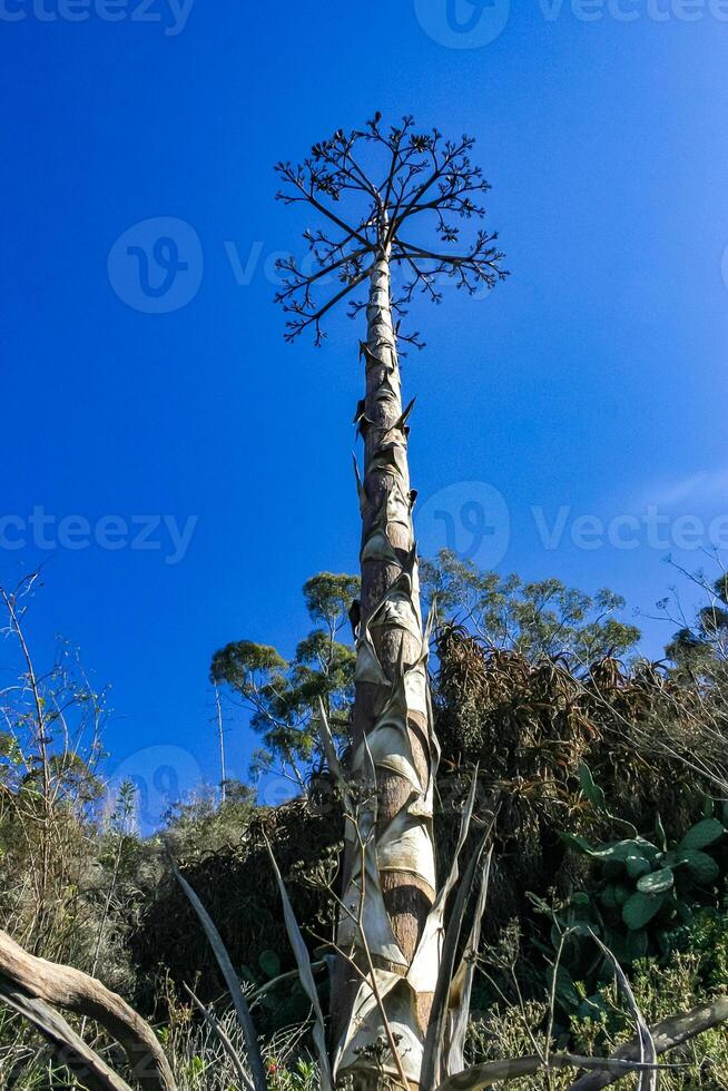 Large flower stalk of Agave against the sky on Catalina Island in the Pacific Ocean, California photo