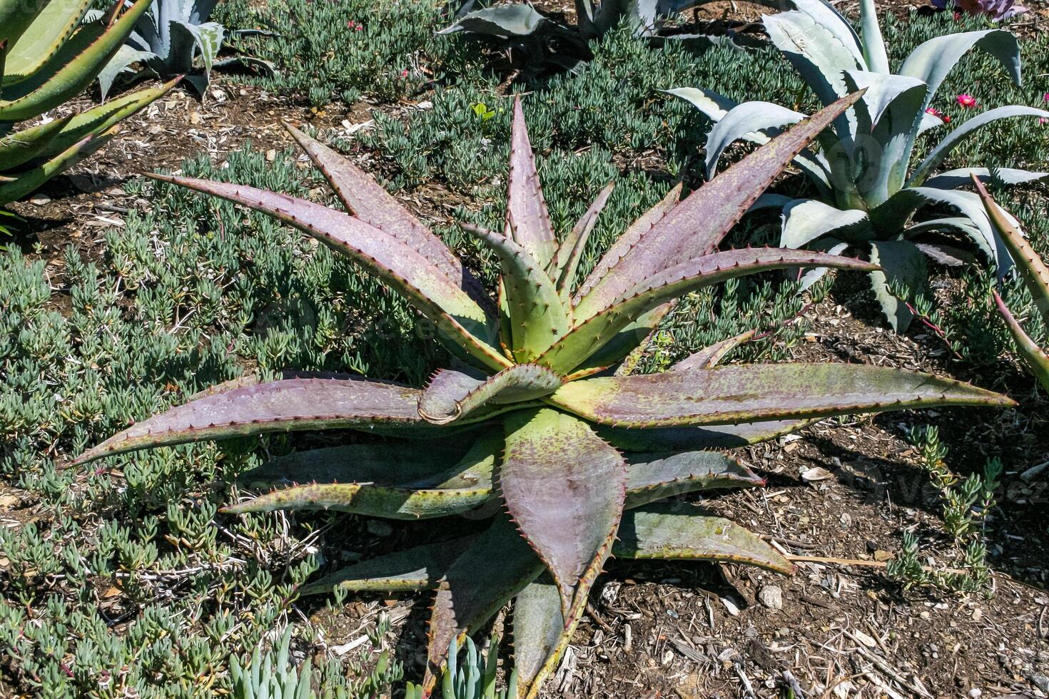 Succulents Aloe in a flower bed on Catalina Island in the Pacific Ocean, California photo