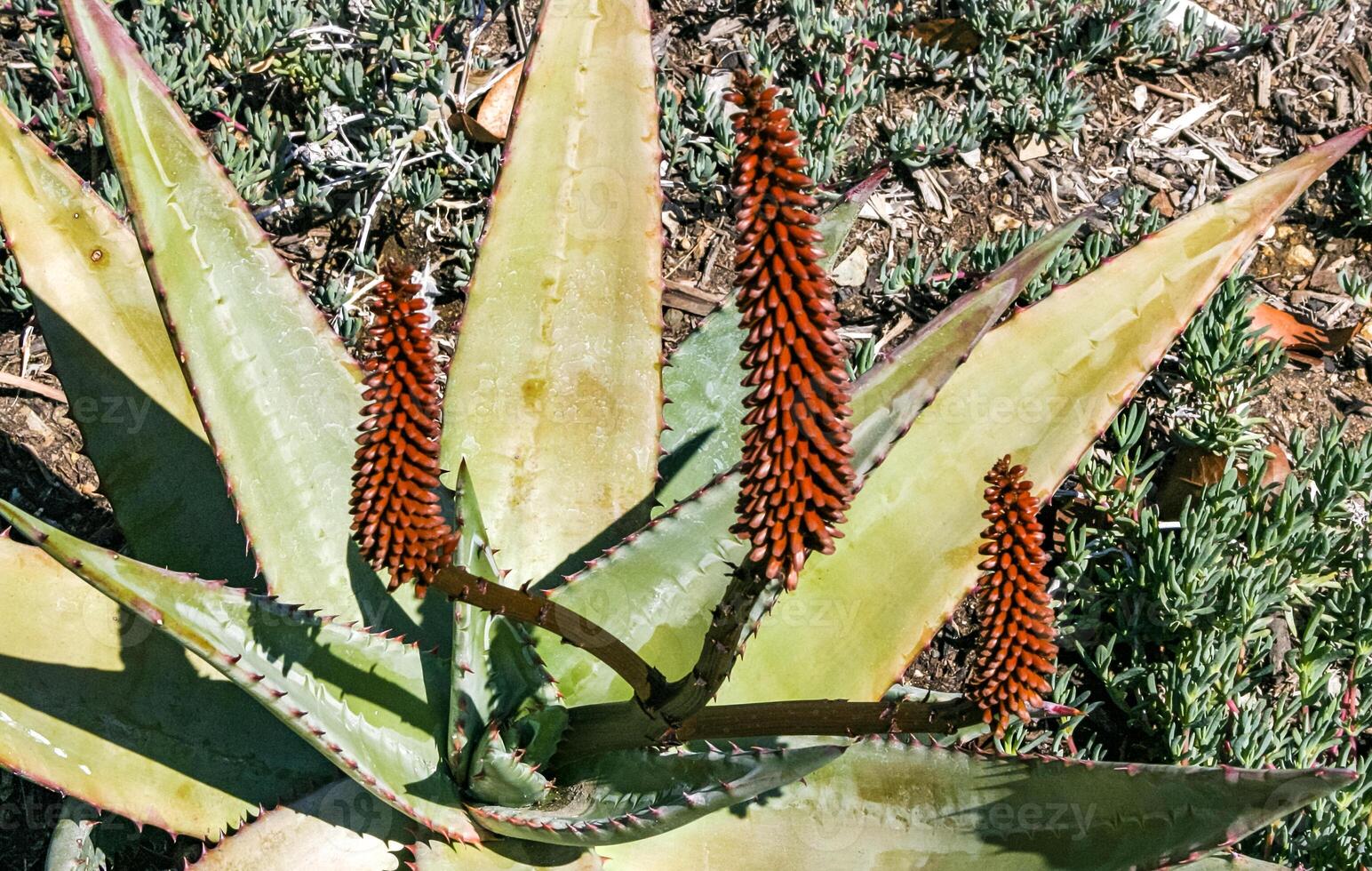 Flowering plants, Succulents Aloe in a flower bed on Catalina Island in the Pacific Ocean, California photo