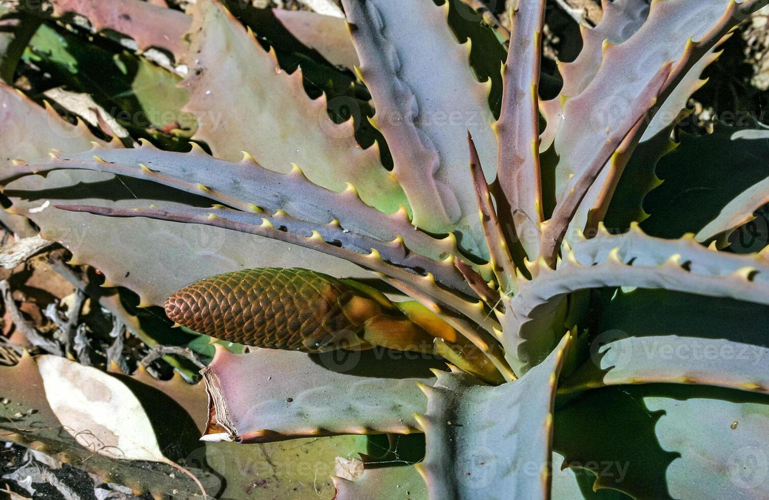 Young inflorescence of a succulent Aloe plant in a flowerbed in Avalon on Catalina Island in the Pacific Ocean, California photo