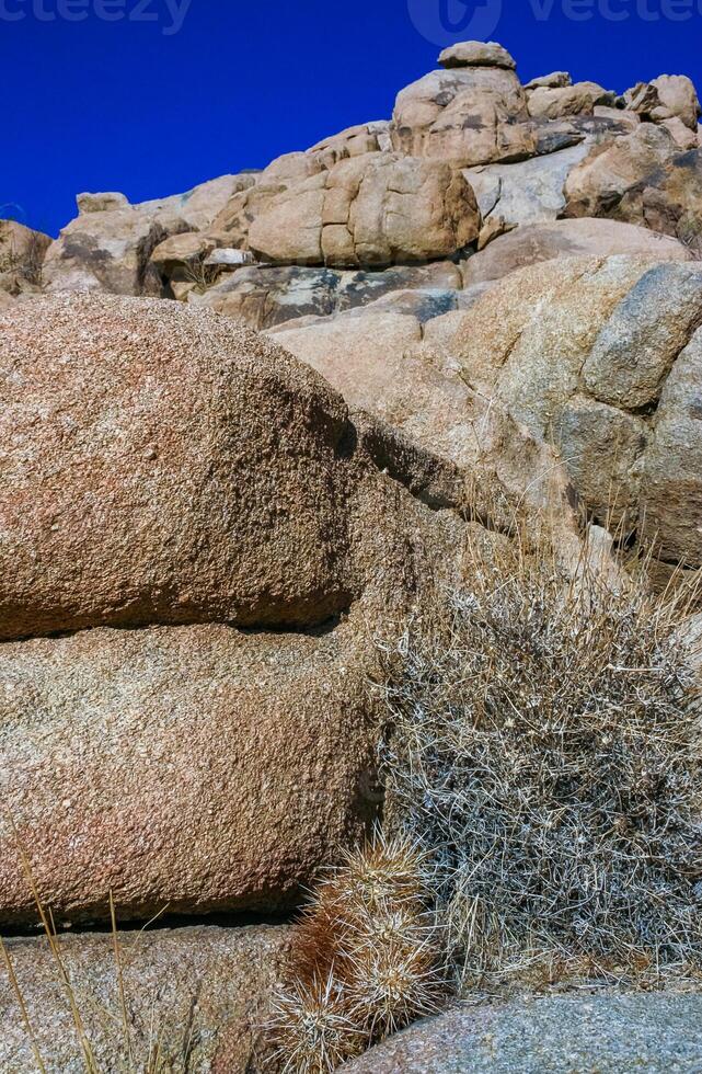 Strawberry hedgehog cactus Echinocereus engelmannii - a group of spiny cacti with long spines in a desert rock landscape of Joshua Tree NP, California photo