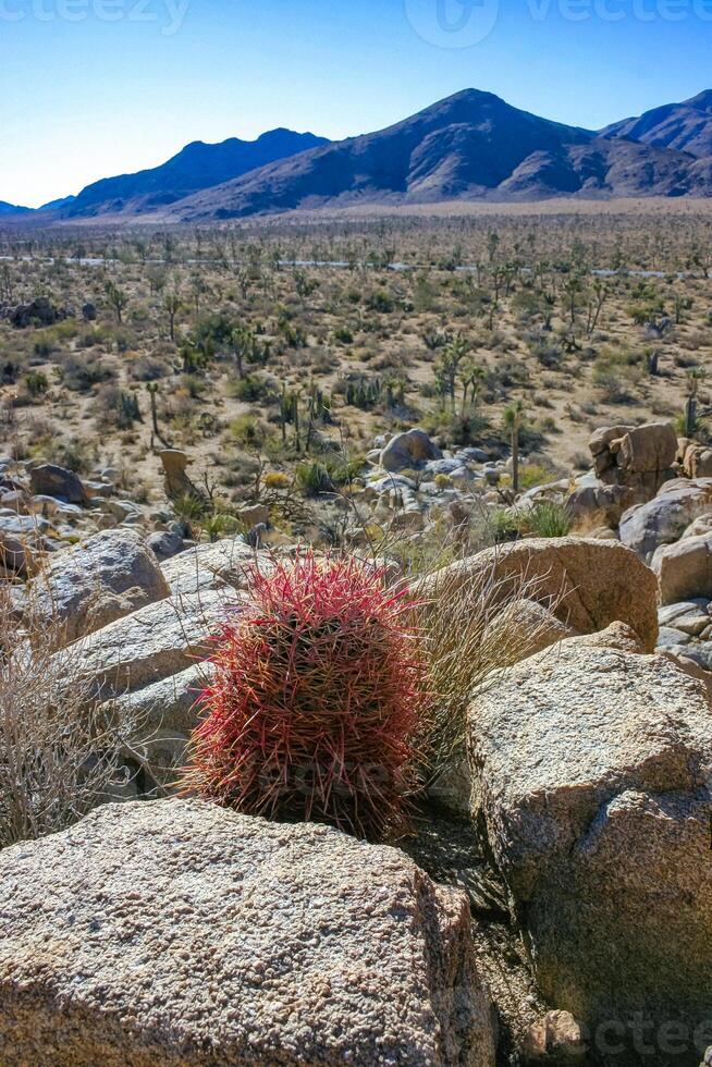 California barrel cactus, Desert barrel cactus Ferocactus cylindraceus- red spine cactus in desert rock landscape in Joshua Tree National Park, California photo