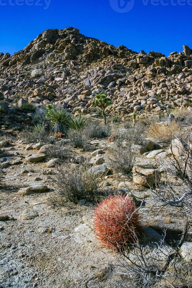 Desert barrel cactus Ferocactus cylindraceus - a cactus with red spines growing in a rock crack in the desert in Joshua Tree National Park, California photo