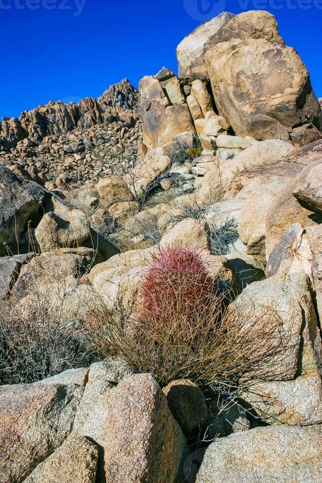 Desert barrel cactus Ferocactus cylindraceus - a cactus with red spines growing in a rock crack in the desert in Joshua Tree National Park, California photo