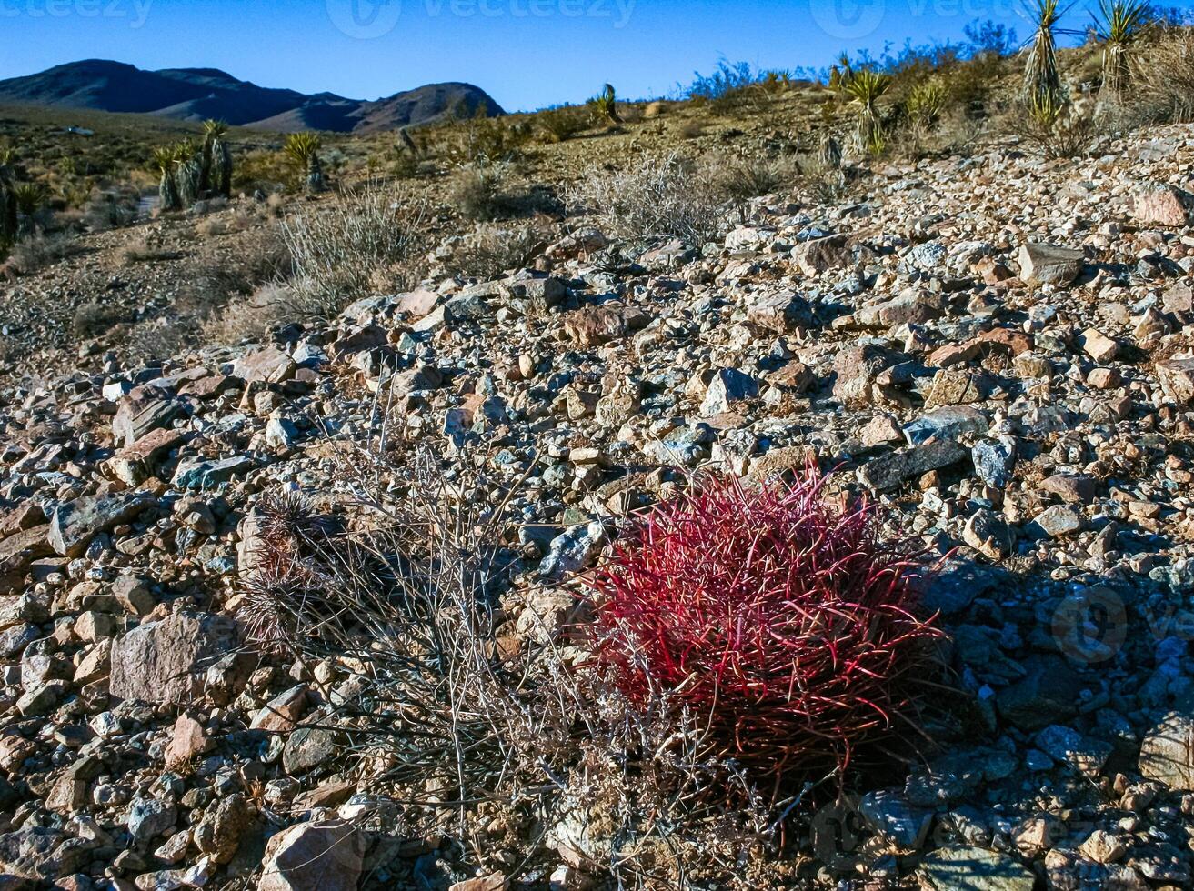California barrel cactus, Desert barrel cactus Ferocactus cylindraceus - red spine cactus in desert rock landscape in Joshua Tree National Park, California photo