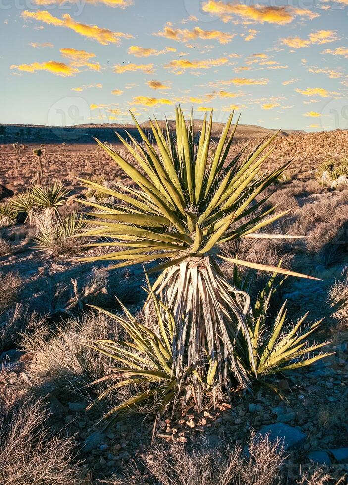 Rock landscape, Yucca Brevifolia Mojave Desert Joshua Tree National Park, CA photo