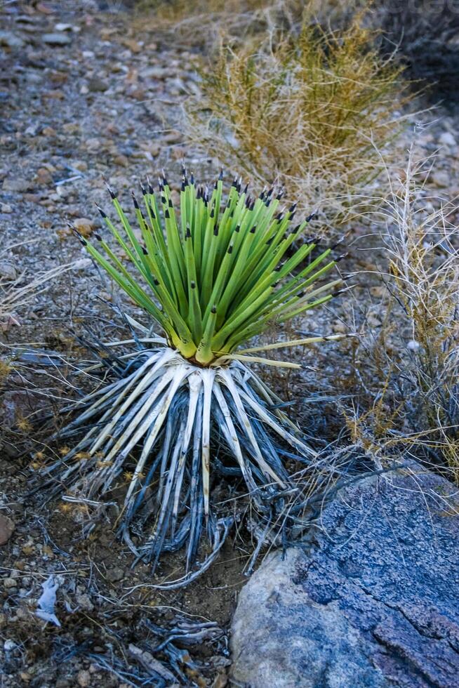 Rock landscape, Yucca Brevifolia Mojave Desert Joshua Tree National Park, CA photo