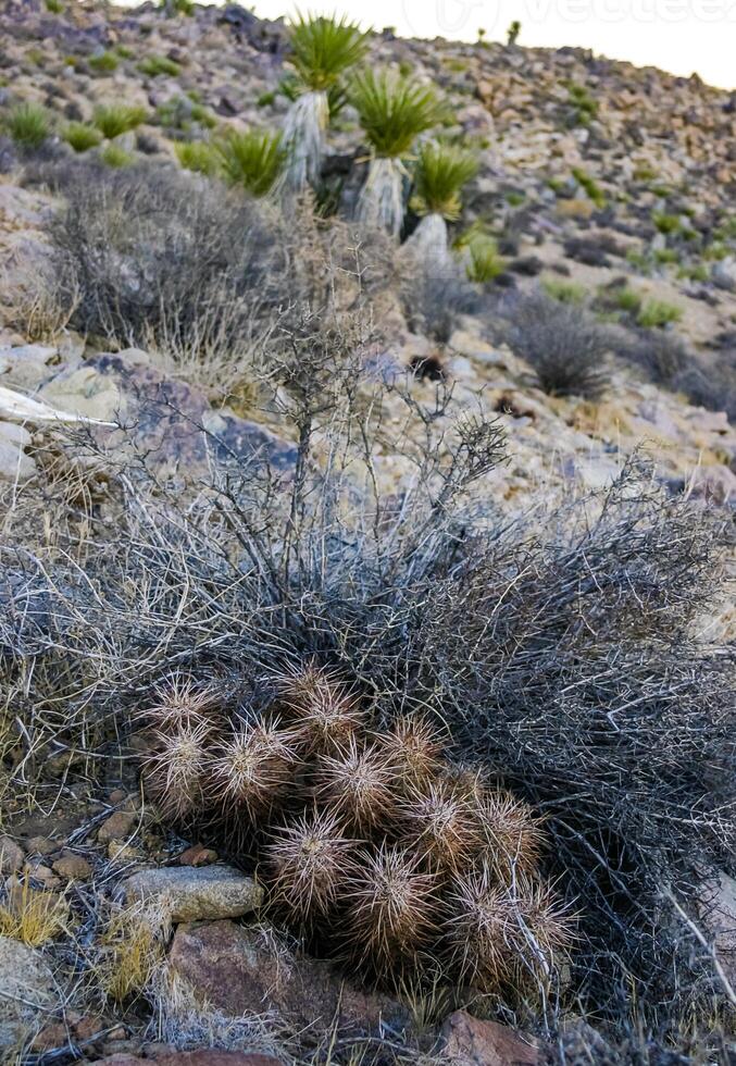 Strawberry hedgehog cactus Echinocereus engelmannii - a group of spiny cacti with long brown spines in Joshua Tree NP, California photo