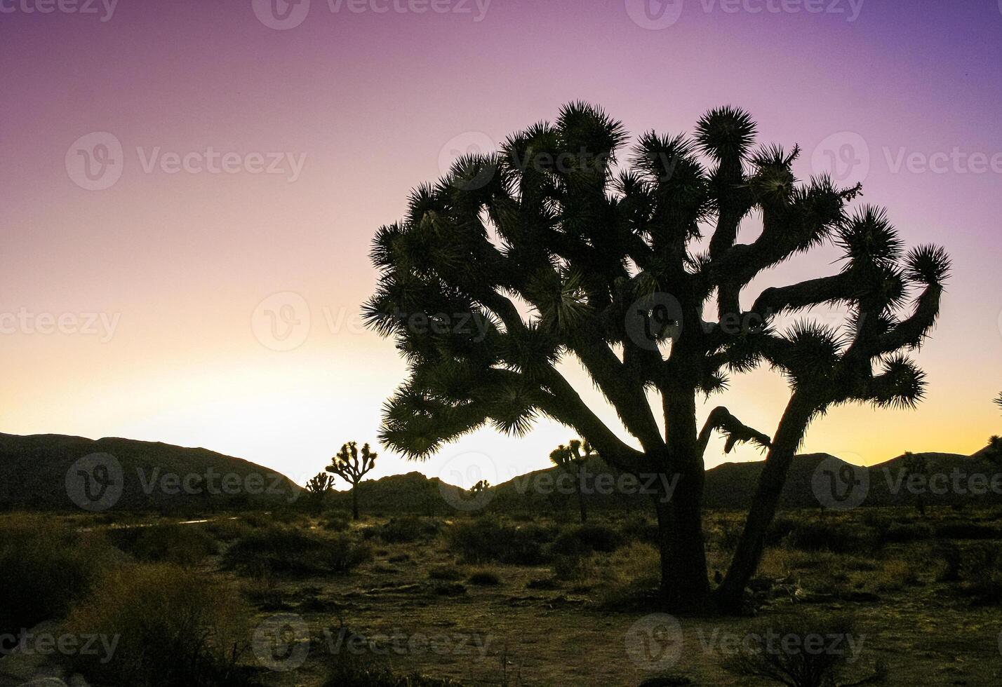 Joshua tree, yucca palm Yucca brevifolia - silhouette of a giant Yucca tree against the evening sky in Joshua Tree NP, California photo