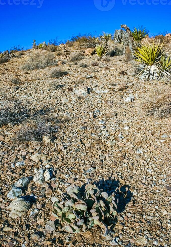 Chenille Prickly Pear Cactus Opuntia aciculata - Mojave Desert, Joshua Tree National Park, CA photo