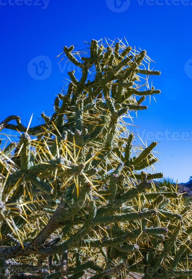 Branched pencil cholla Cylindropuntia ramosissima - segmented stem of a cactus with long spines in a rock desert near Joshua Tree NP, California photo