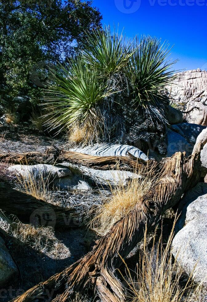 Trunk of a dry dead tree among the rocks in the rock desert in Joshua Tree National Park, California photo