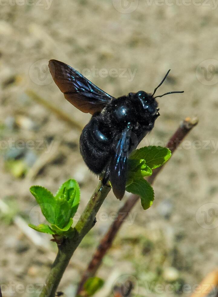 Xylocopa violacea, Big carpenter bee resting photo