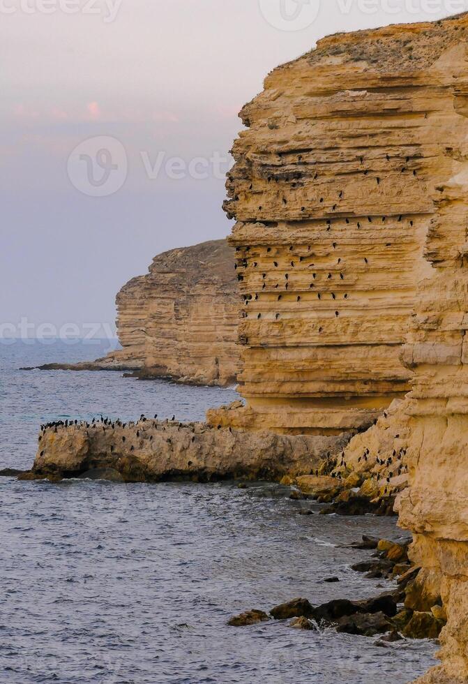 Cormorants rest on a steep bank of Pontic limestone in eastern Crimea photo