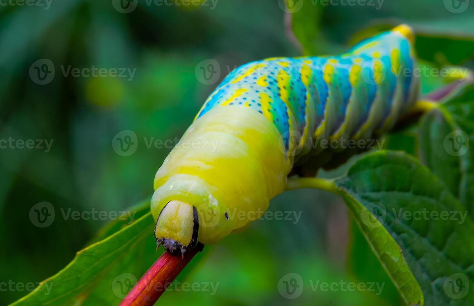 The African death's-head hawkmoth Acherontia atropos, A nocturnal butterfly caterpillar crawls on the red stem of a plant photo