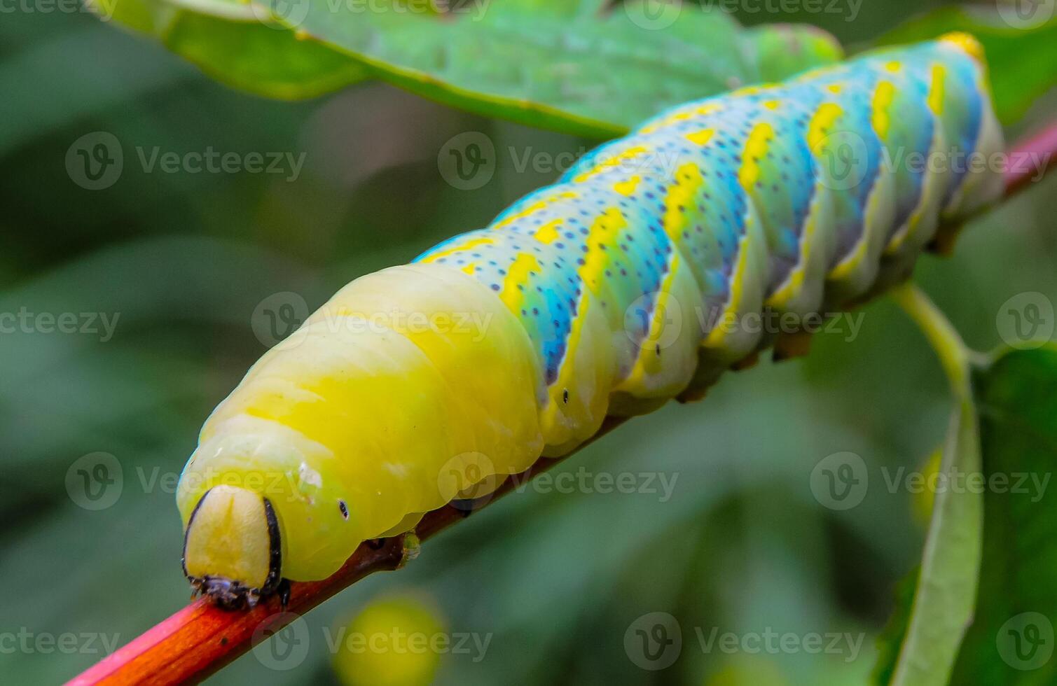 The African death's-head hawkmoth Acherontia atropos, A nocturnal butterfly caterpillar crawls on the red stem of a plant photo