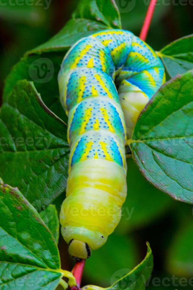 The African death's-head hawkmoth Acherontia atropos, A nocturnal butterfly caterpillar crawls on the red stem of a plant photo