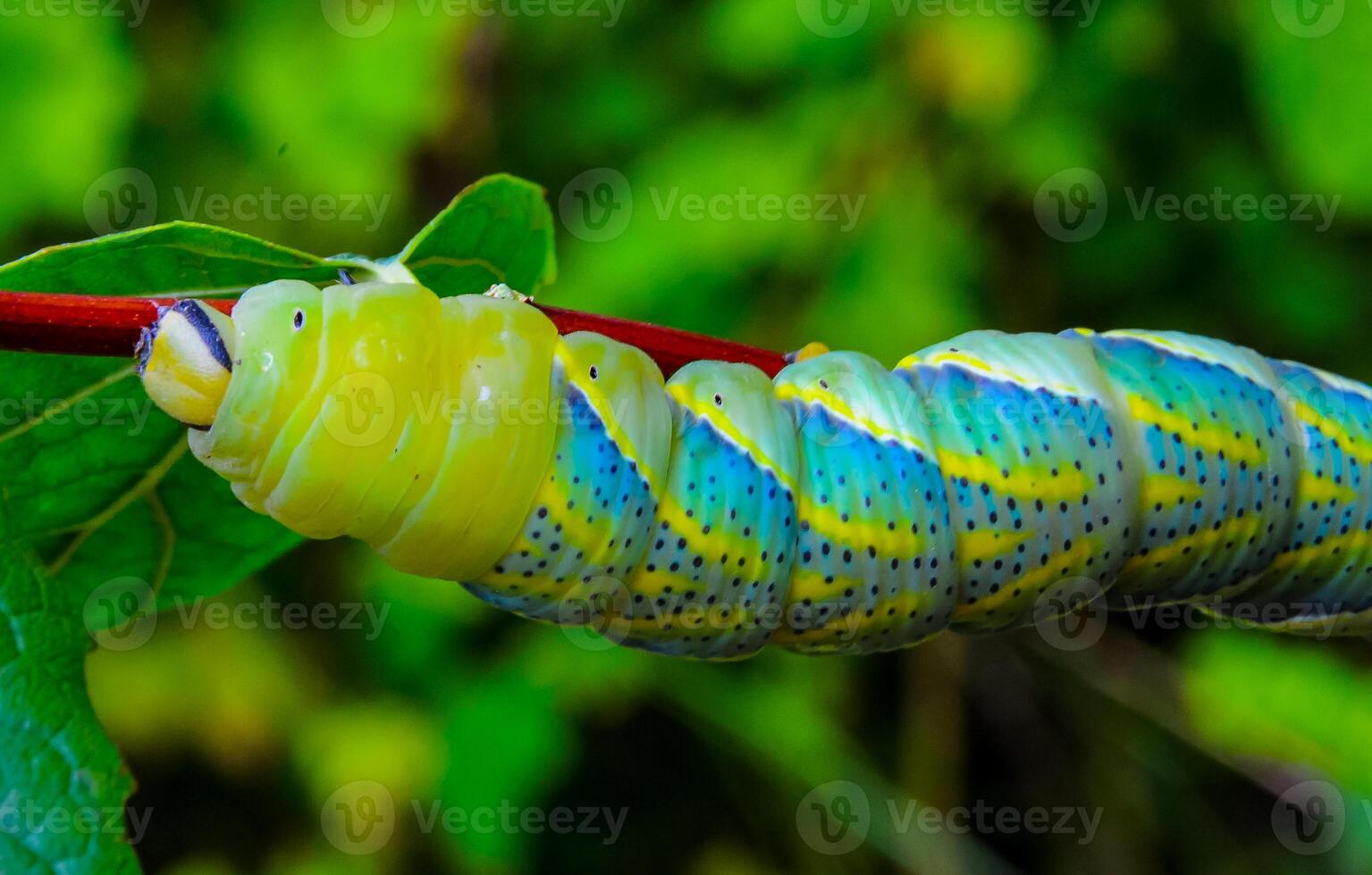 The African death's-head hawkmoth Acherontia atropos, A nocturnal butterfly caterpillar crawls on the red stem of a plant photo