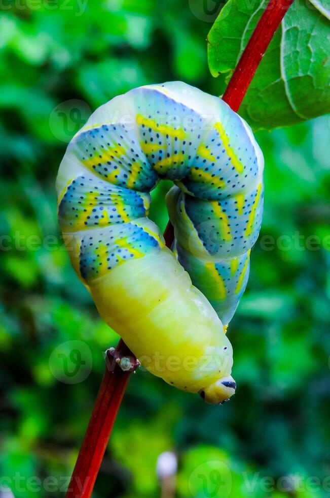 The African death's-head hawkmoth Acherontia atropos, A nocturnal butterfly caterpillar crawls on the red stem of a plant photo