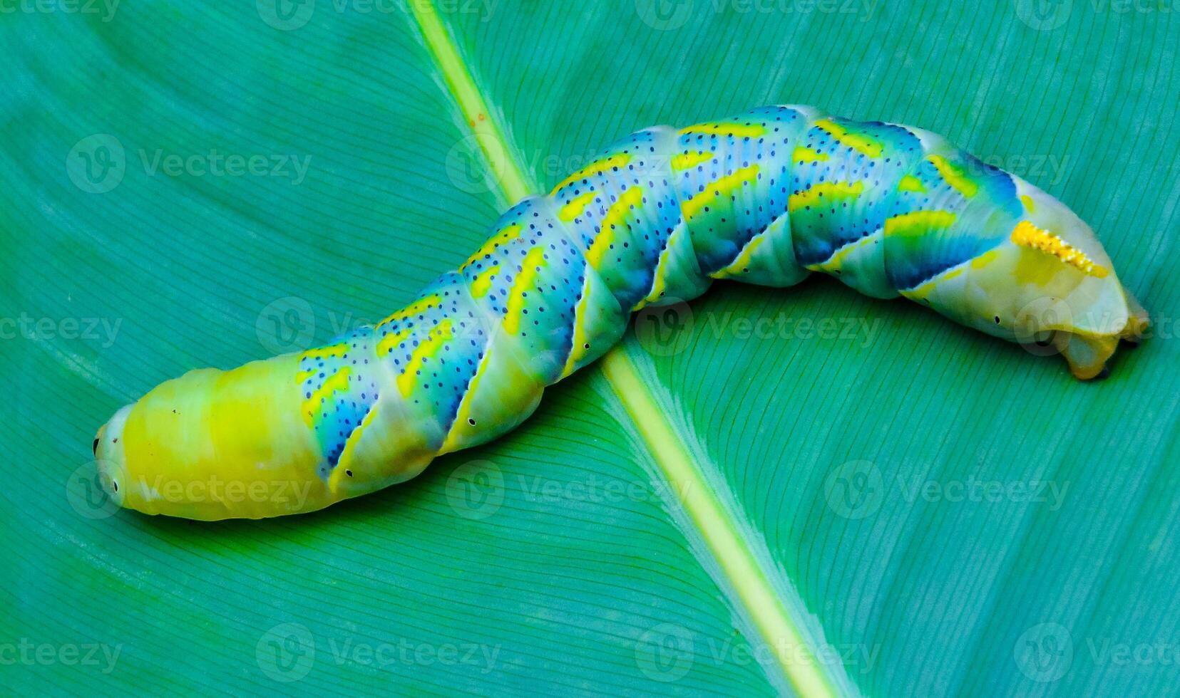 The African death's-head hawkmoth Acherontia atropos, A butterfly caterpillar crawls on a green leaf photo
