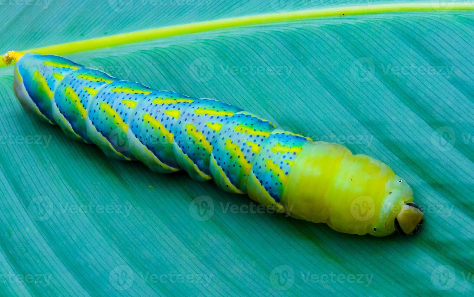 The African death's-head hawkmoth Acherontia atropos, A butterfly caterpillar crawls on a green leaf photo