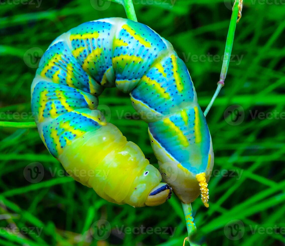 The African death's-head hawkmoth Acherontia atropos, A yellow-green nightfly caterpillar crawling through green plants photo