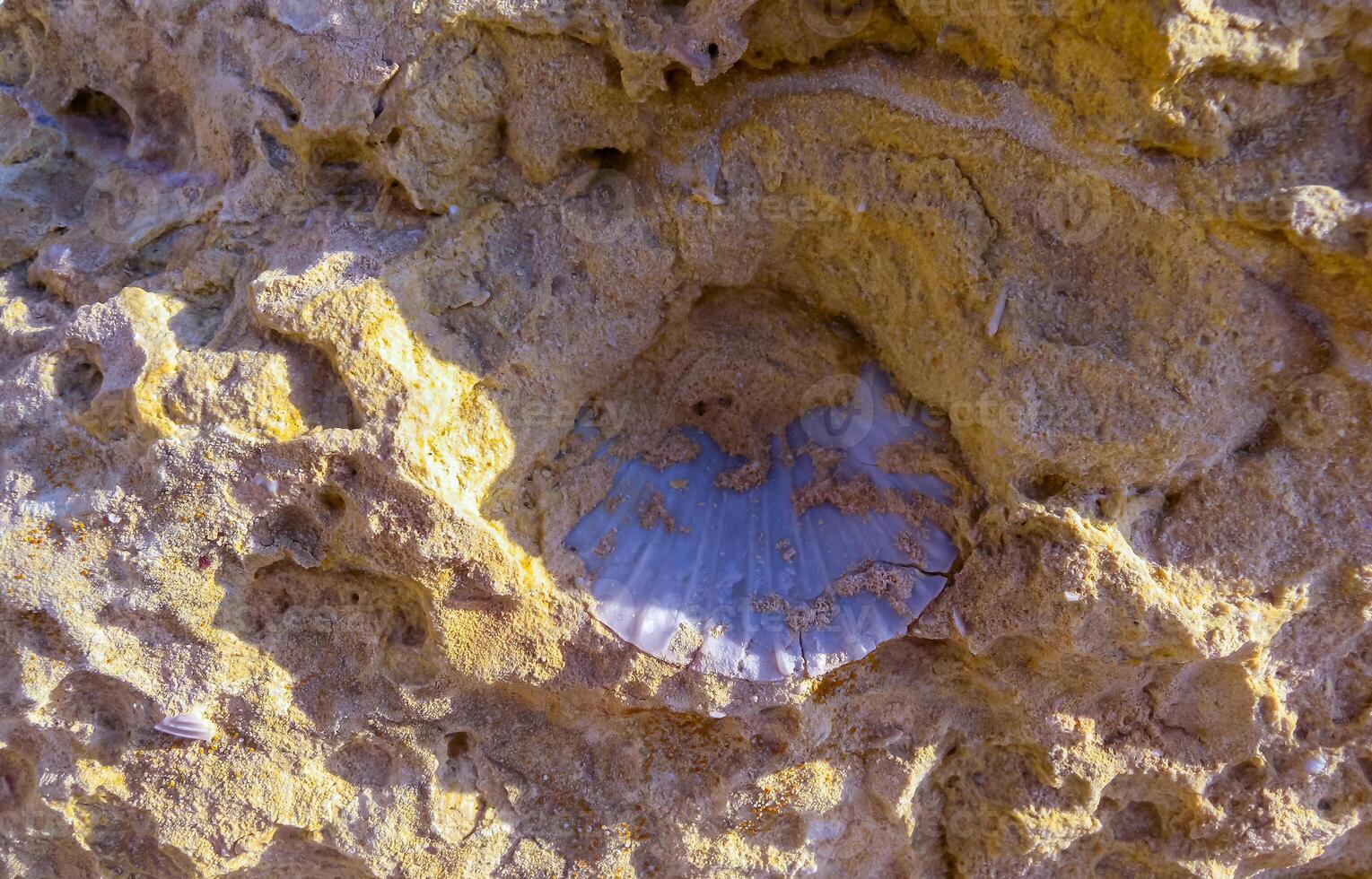 Fossil scallop shells from rocks on Gozo island, Malta photo