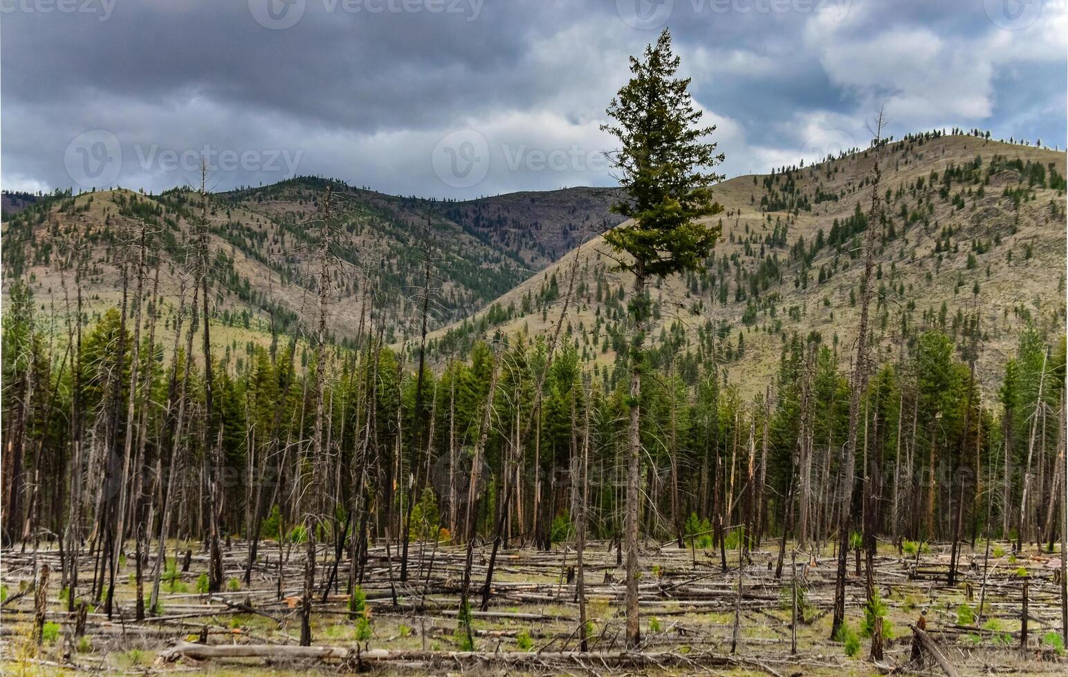The coniferous forest is recovering after a fire. Burnt pine and spruce trunks against a cloudy sky in Montana photo