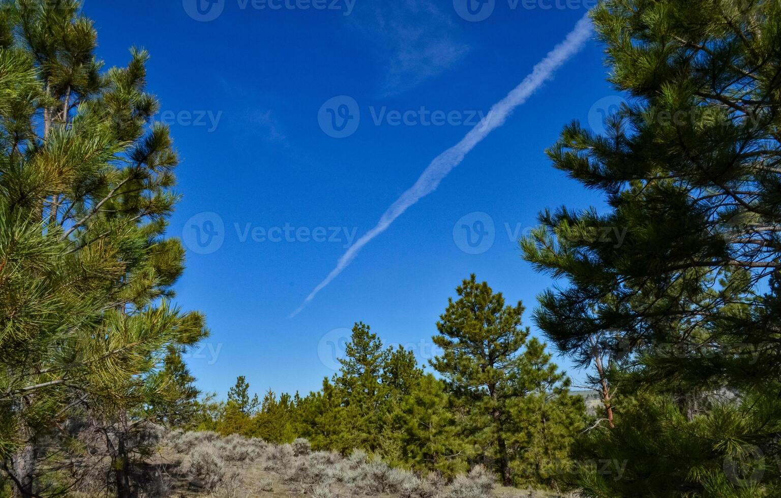 Green pine trees on the hills in a valley among the mountains in Montana photo