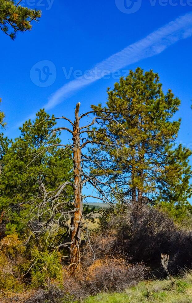 Green pine trees on the hills in a valley among the mountains in Montana photo