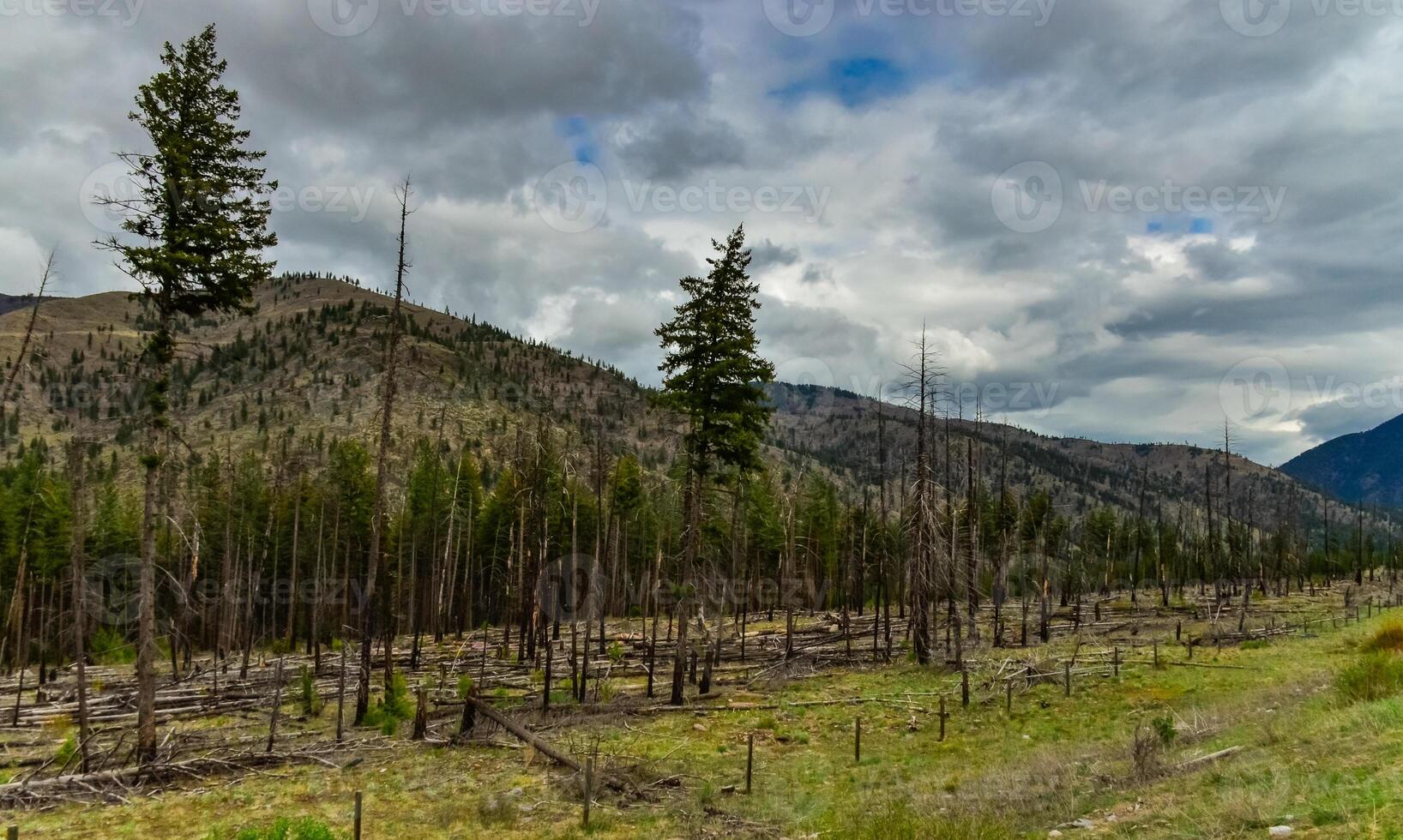 The coniferous forest is recovering after a fire. Burnt pine and spruce trunks against a cloudy sky in Montana photo