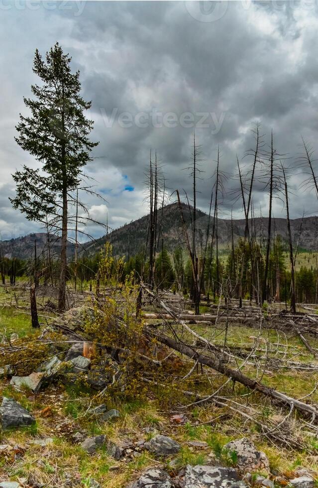 The coniferous forest is recovering after a fire. Burnt pine and spruce trunks against a cloudy sky in Montana photo