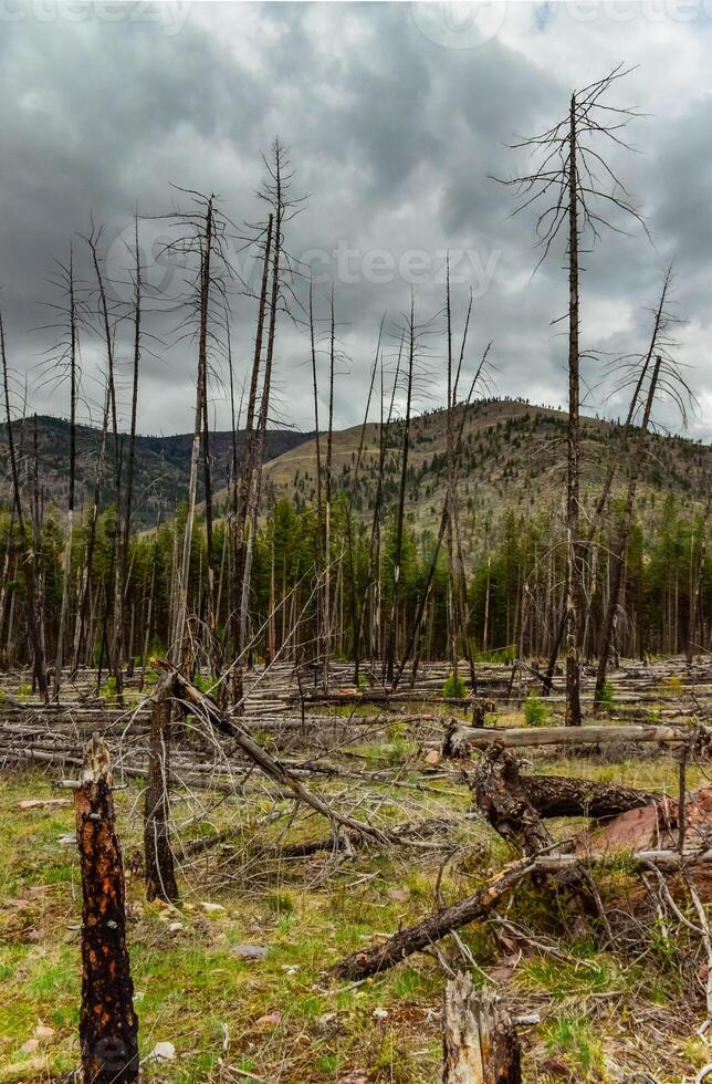 The coniferous forest is recovering after a fire. Burnt pine and spruce trunks against a cloudy sky in Montana photo