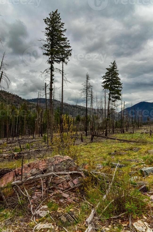 The coniferous forest is recovering after a fire. Burnt pine and spruce trunks against a cloudy sky in Montana photo