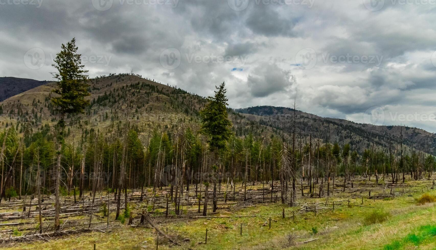 The coniferous forest is recovering after a fire. Burnt pine and spruce trunks against a cloudy sky in Montana photo