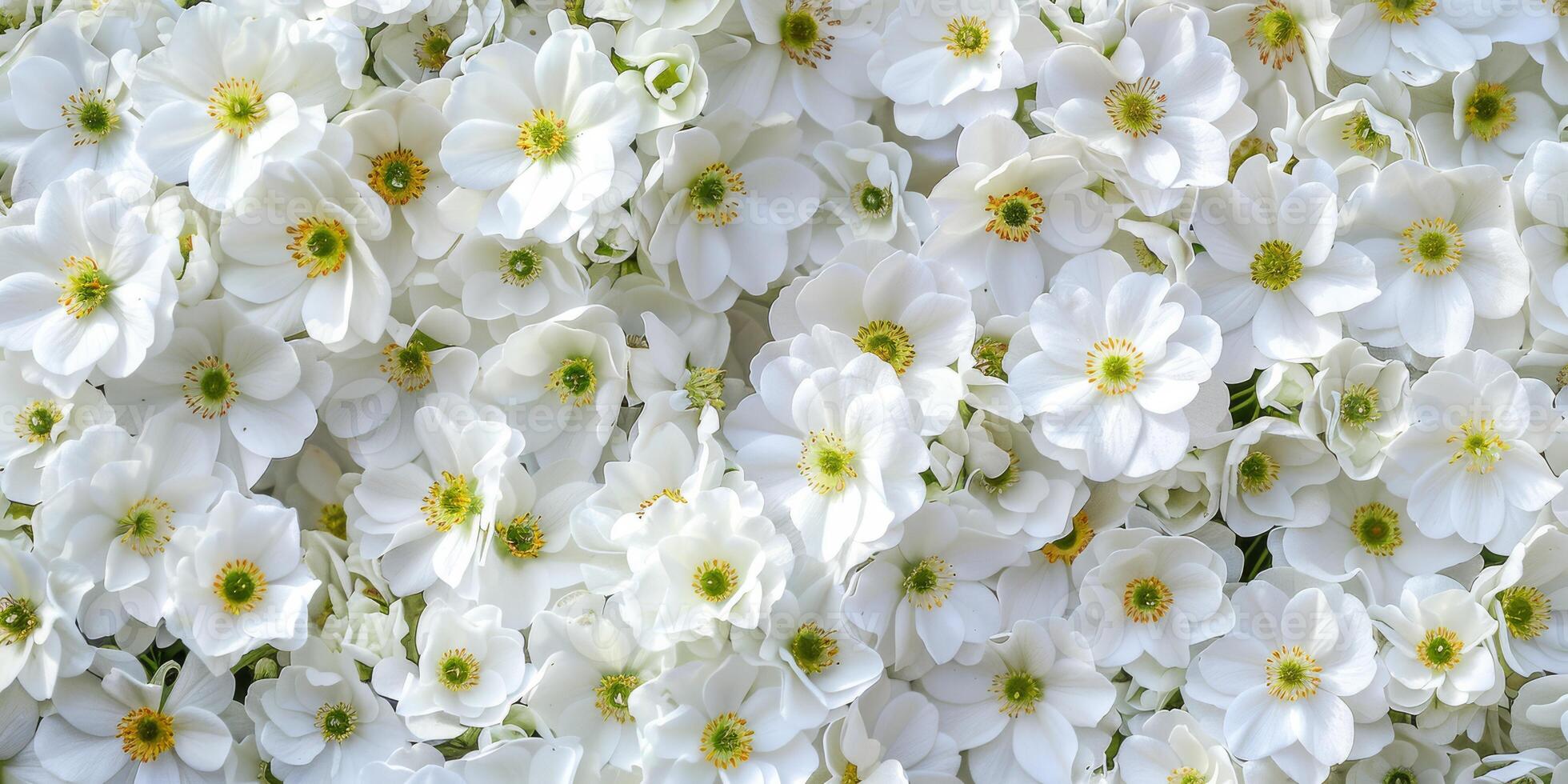 A breathtaking and stunning display of various white flowering plants featuring delicate yellow centers photo