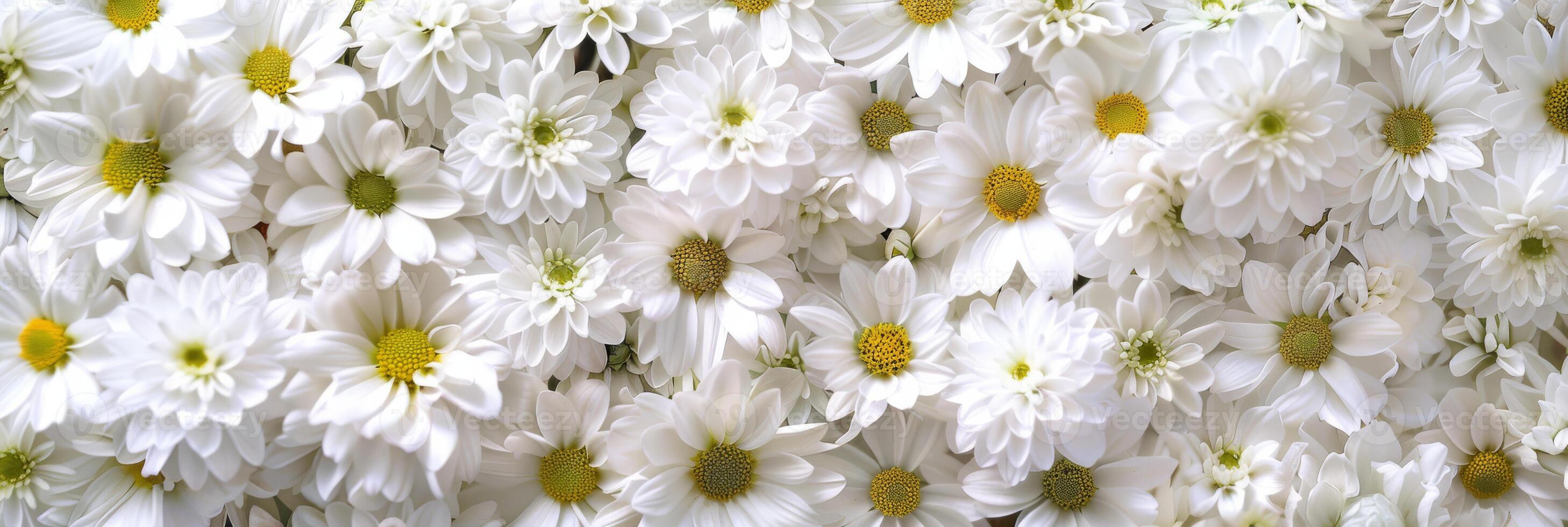 This stunning display of white daisies with bright yellow centers is ideal for naturethemed projects photo