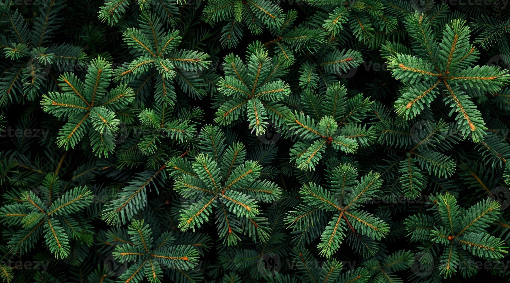 A captivating view of lush pine branches showcases rich green foliage, unique needle shapes, diverse textures, and intricate details, highlighting the beauty and complexity of nature around us photo
