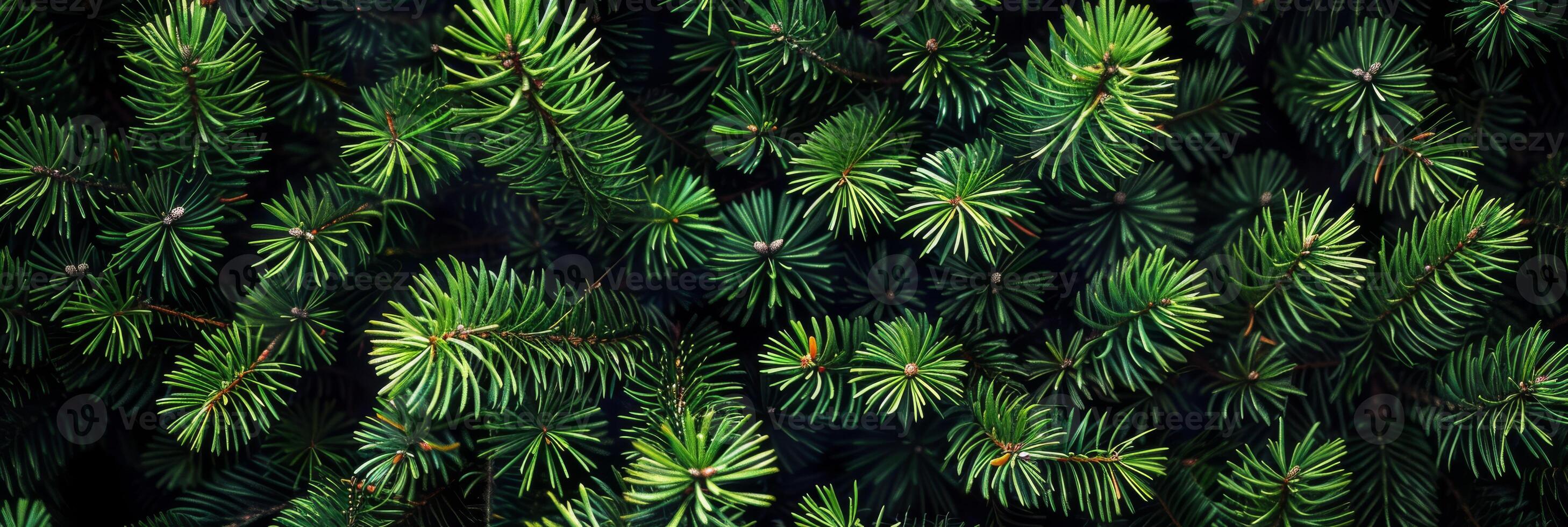 A highly detailed closeup view of the vibrant green pine branches, showcasing their unique, intricate textures and rich colors in a lush forest setting teeming with life and beauty photo